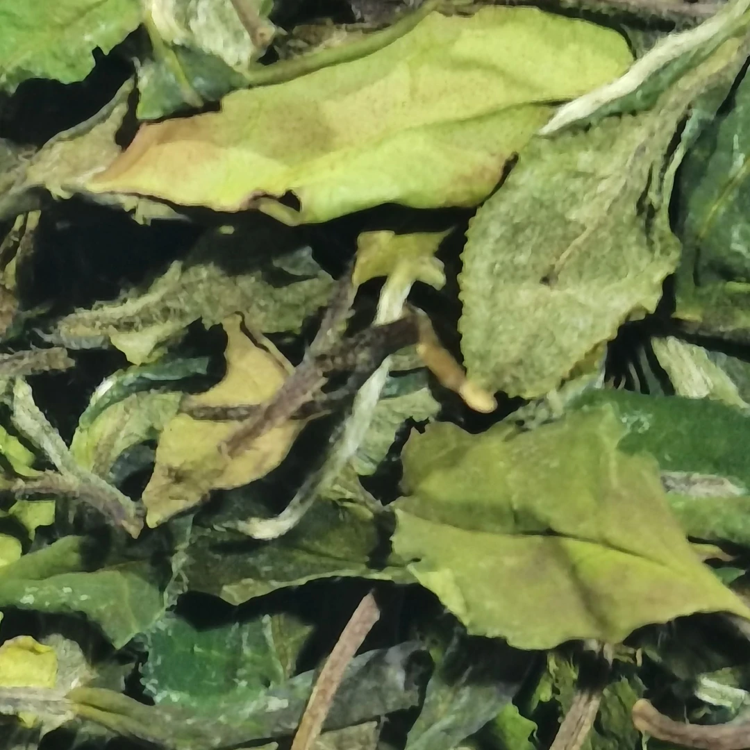 茶农谷-2024年-一级寿眉-散茶