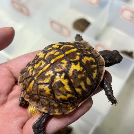 小荣龟宠挑选乌龟