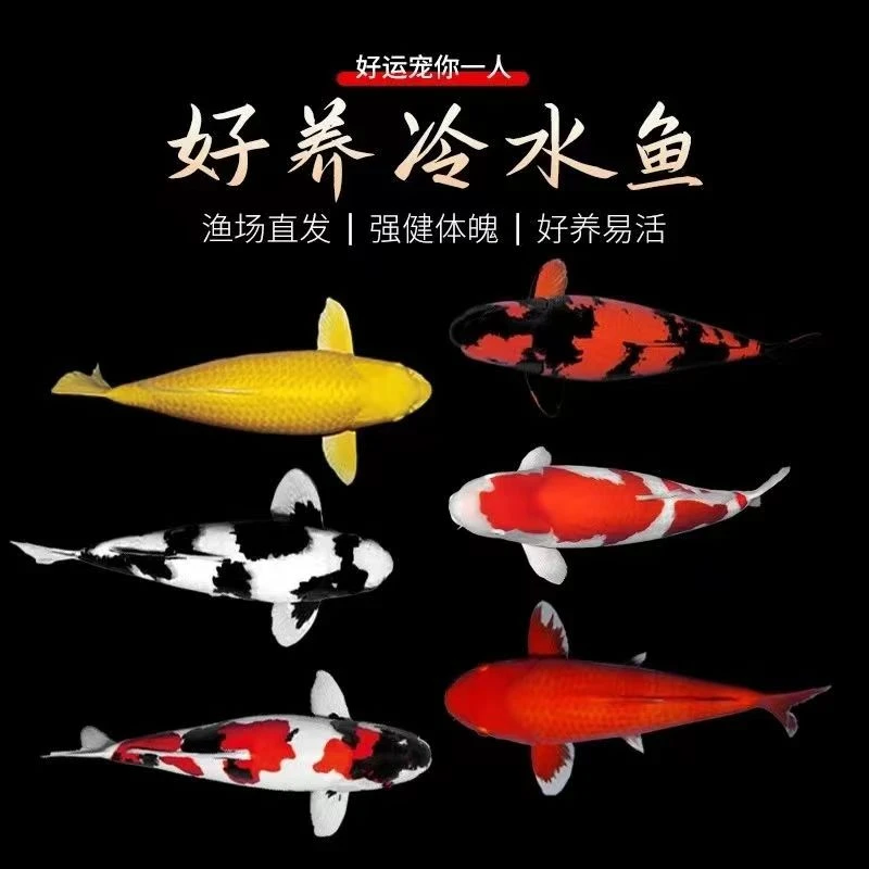 过年福利观赏鱼好养耐活淡水鱼
