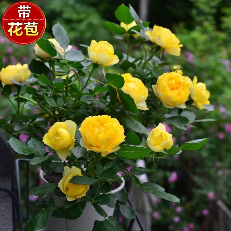 金丝鹊月季苗带花苞发货 纯黄多头灌木盆栽花卉 多季开花抗病性好