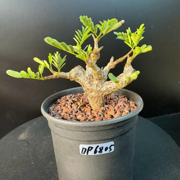 【艺茗】沙漠苏木  Senna meridionalis马达加斯加盆景观室内绿植