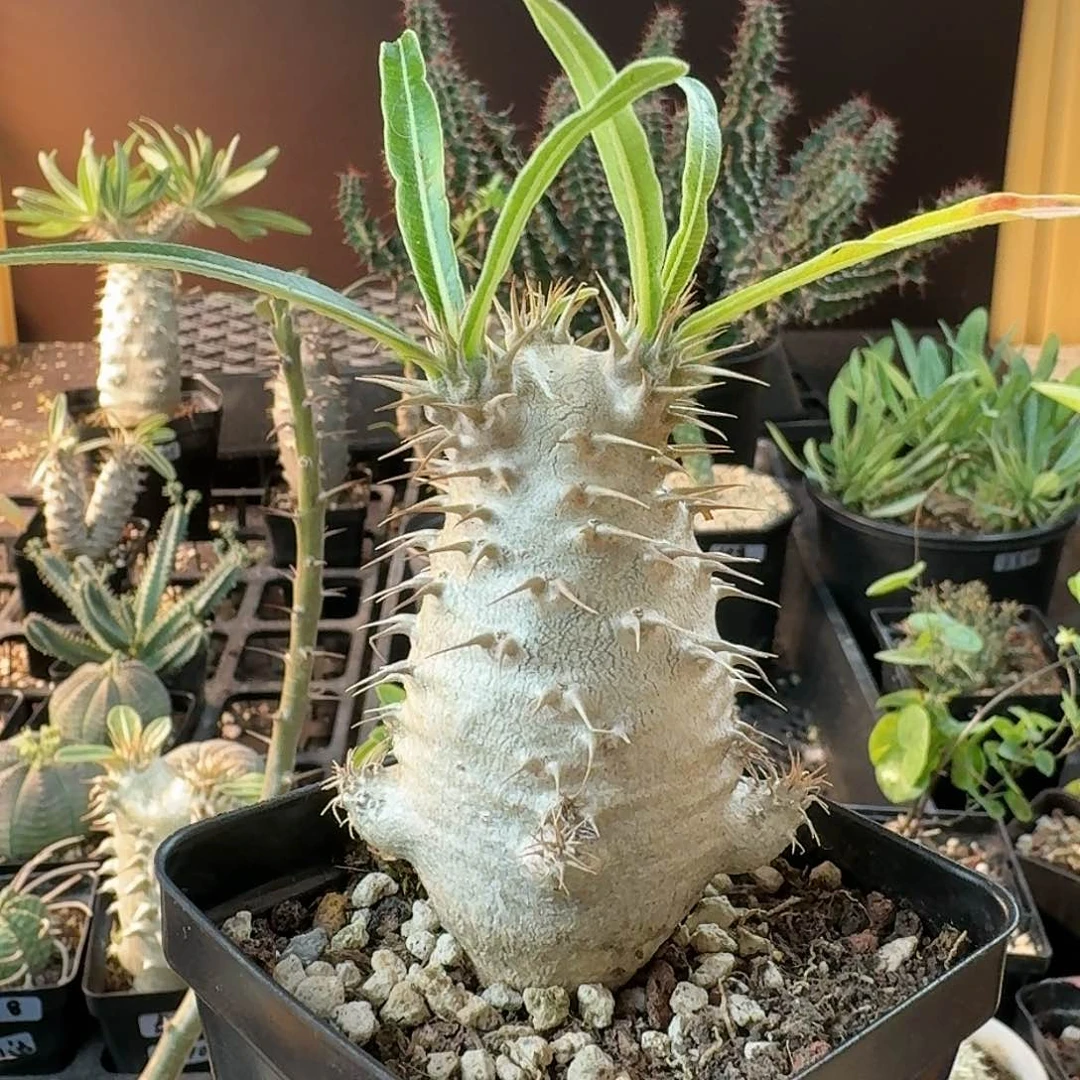 弯*块根大戟类植物11111