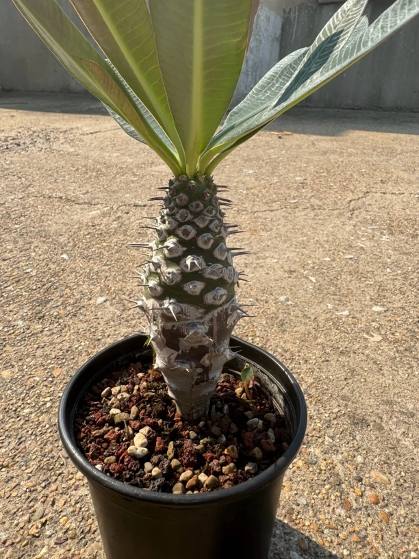 【艺茗】瓶干麒麟 Euphorbia pachypodioides 大戟科盆栽多肉植物