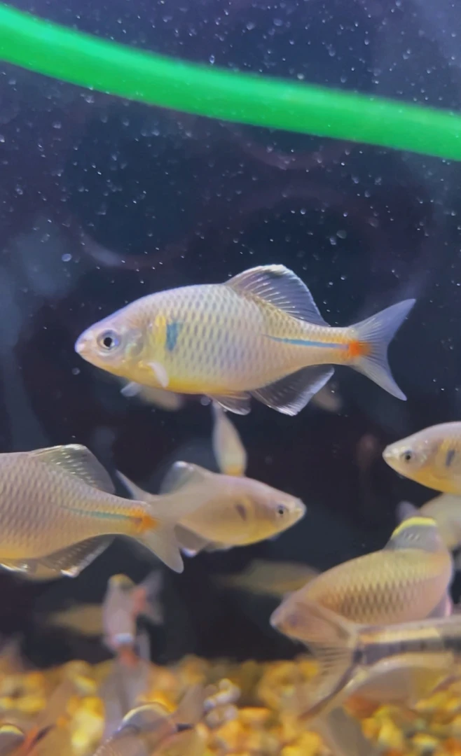 景德镇白边鳑鲏原生鱼鳑鲏观赏鱼不加温耐寒七彩中华冷水鱼