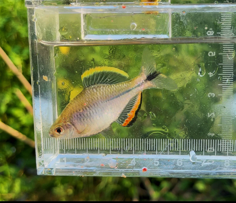 漳州齐氏鱊 冷水鱼鳑鲏 原生鱼 活体