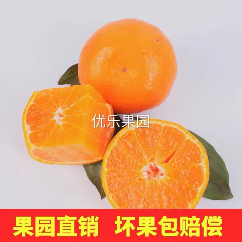 【尝鲜】九分甜一分酸蜜橘500g