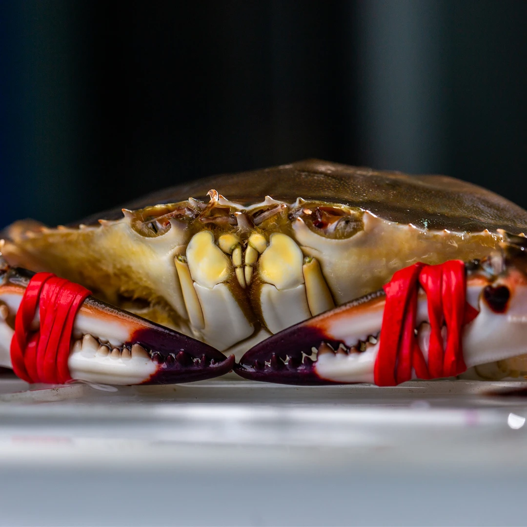 丹东东港梭子蟹【保鲜不保活】2斤起/4只起/2两到7两