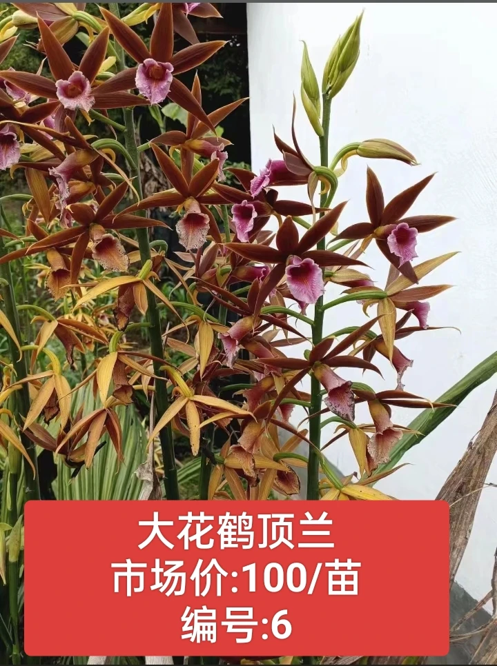 大花鹤顶兰小苗（直接拍）