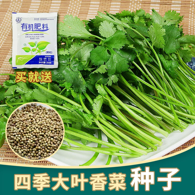 四季小香菜种子阳台室内花卉盆栽小香菜蔬菜种子四季可播种种籽