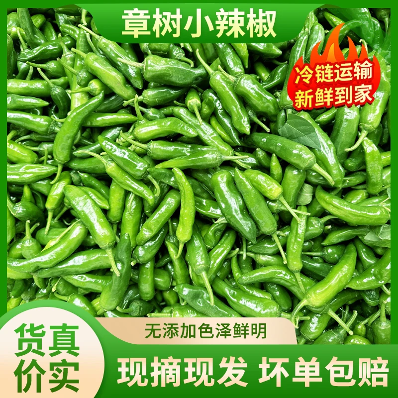 【顺丰包邮】章树辣椒现摘新鲜小辣椒品种农家富晒中辣薄皮青椒直发