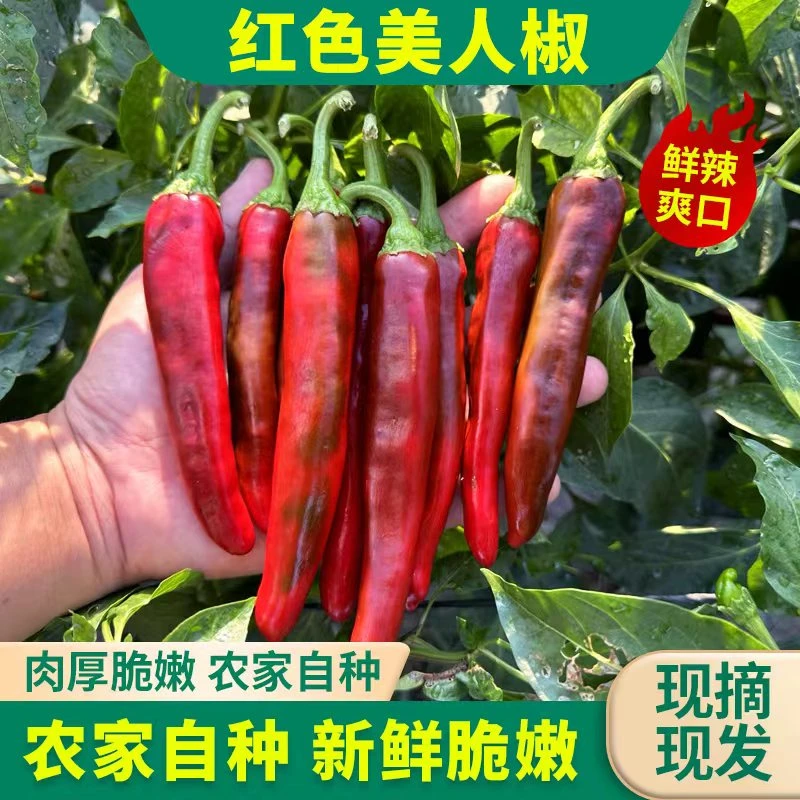 新鲜采摘美人椒微辣好吃又下饭