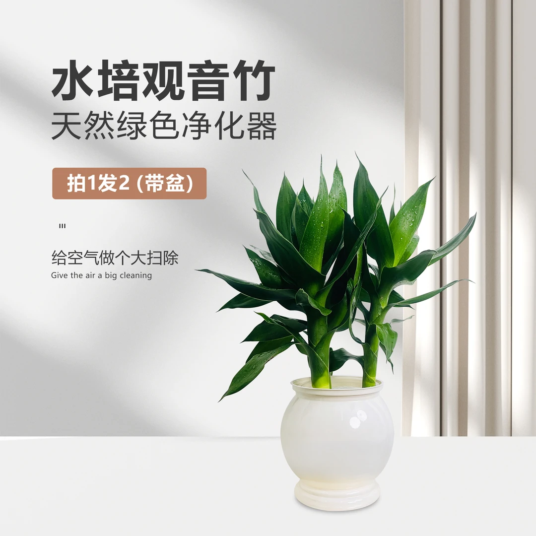 [拍一发二]水培观音竹办公室如鱼得水盆