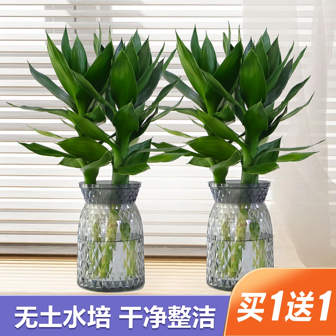 拍一发二 精致水培观音竹带瓶好养易活 好运连连客厅桌面绿植