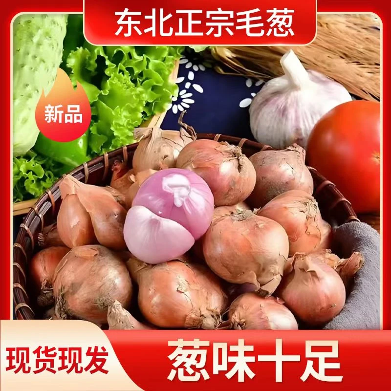 东北毛葱东北正宗毛葱