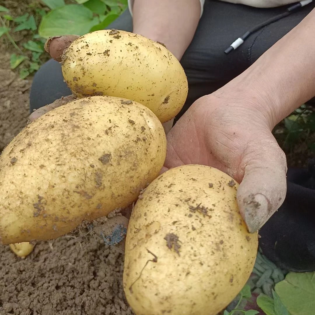 正宗古蔺土豆黄皮黄心，家家必备