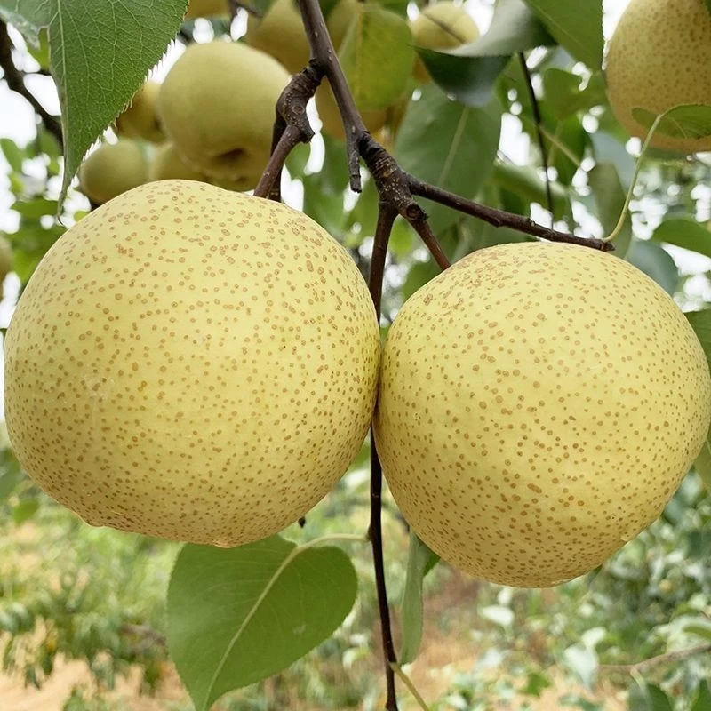 梨树果苗嫁接苗翠冠梨树丰水梨子树苖地栽当年结果梨树苗果树果苗