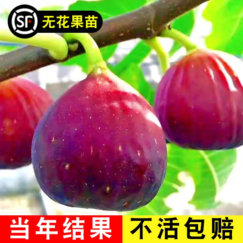 无花果树果苗盆栽水果苗四季特大波姬红南方北方种植地栽网红植物