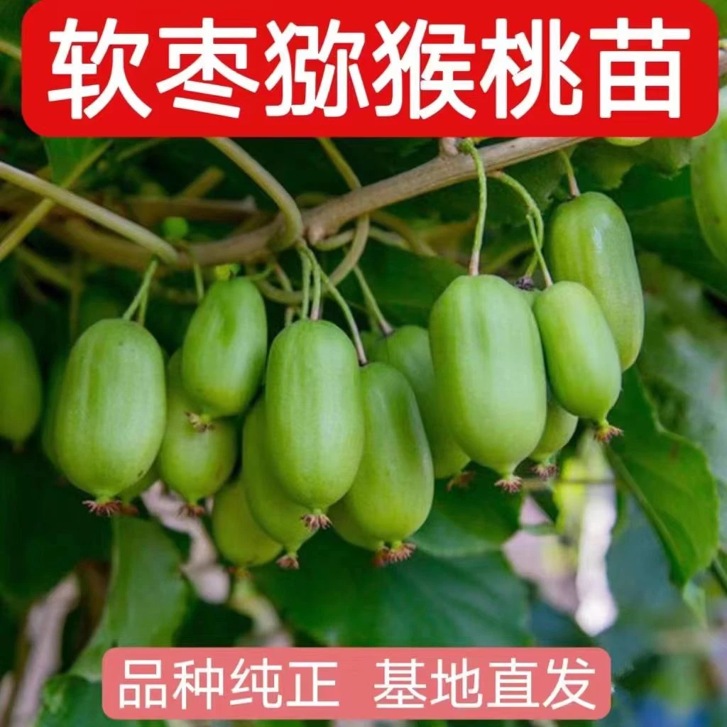 软枣猕猴桃苗自花授粉树果树果苗红心带土盆栽地栽伊赛软网红植物