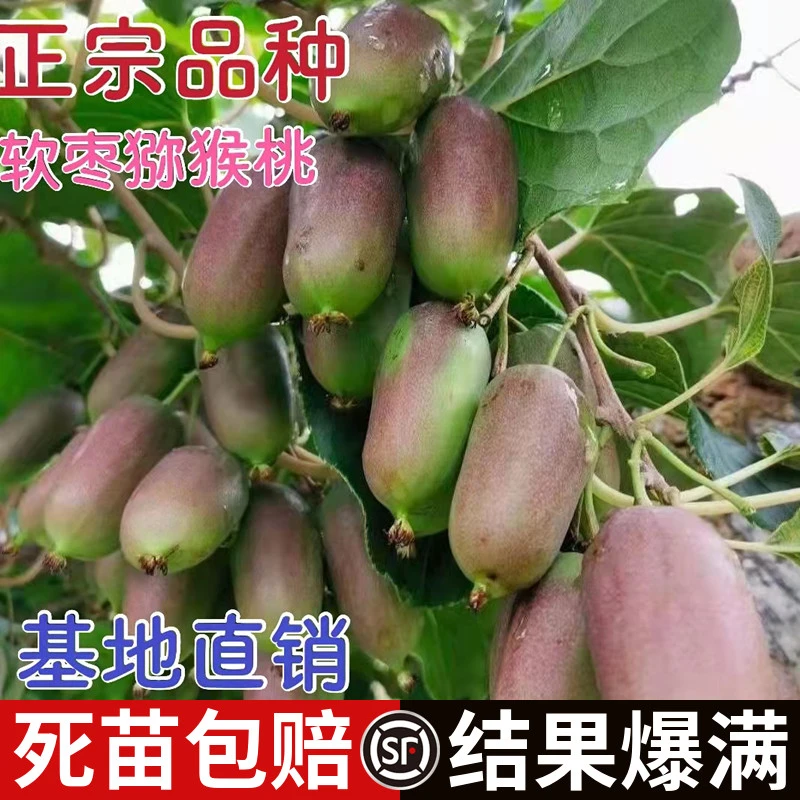 软枣猕猴桃苗南北方庭院地栽种植当年结果爬藤猕猴桃树果苗盆栽苗
