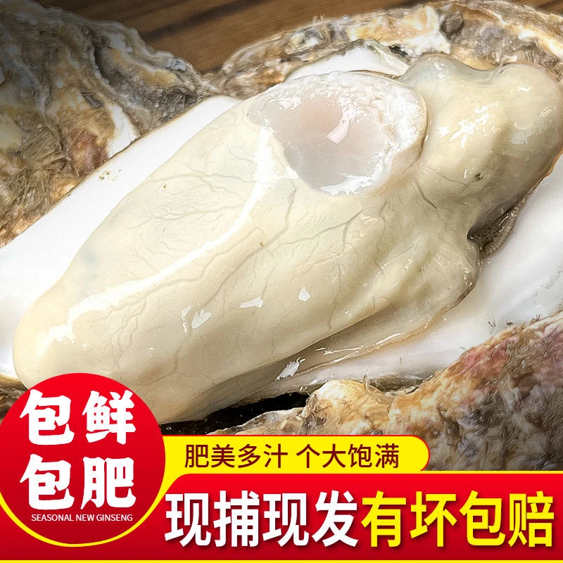 3XL刺身级【买5斤送5斤】渤海湾生蚝 鲜活肥美清蒸刺身烧烤同款10斤