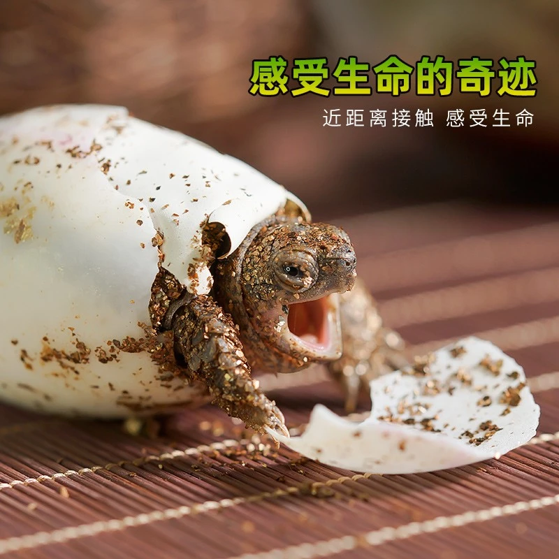 养宠装备乌龟蛋可孵化龟蛋草龟蛋麝香剃刀蛋龟活物小宠物龟受精蛋
