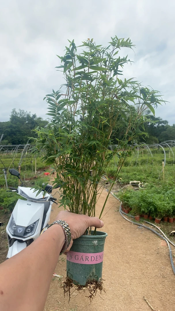 水培米竹盆栽造景土栽竹子室内绿植观赏竹子庭院盆景植物