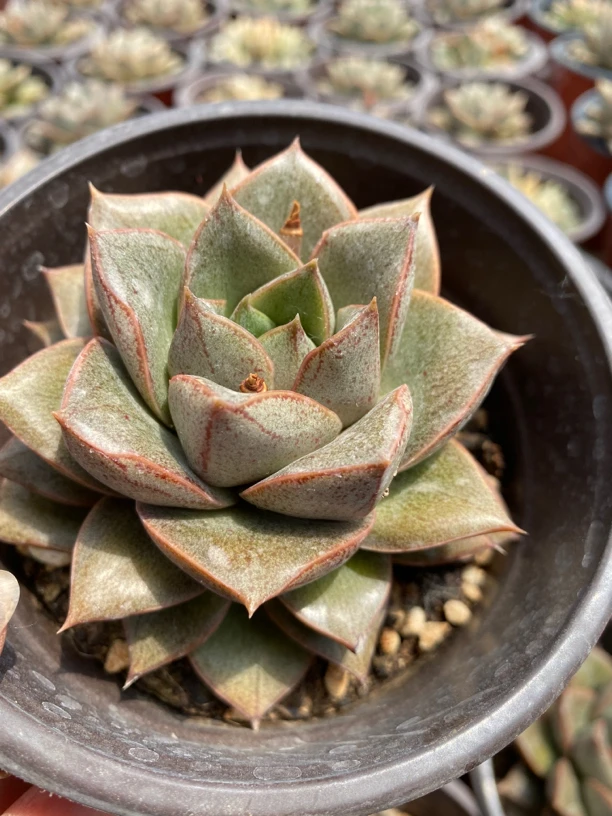 大合锦多肉植物8厘米左右