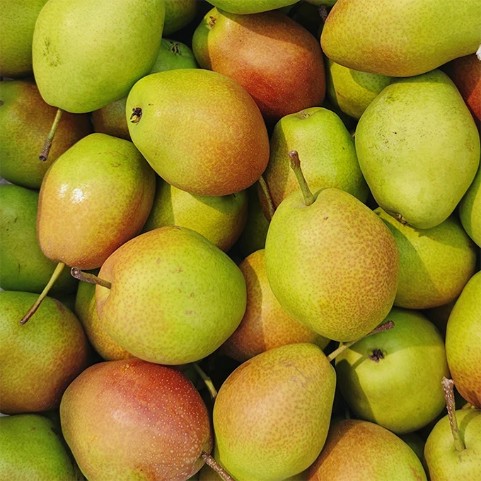 香酥梨 皮薄核小 香甜多汁