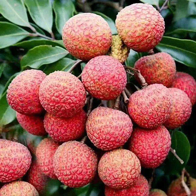 白糖罂荔枝  时令应季 果香浓郁g海南省