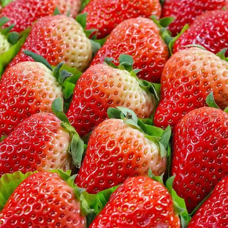 丹东奶油草莓 细腻丝滑  果香十足g99草莓