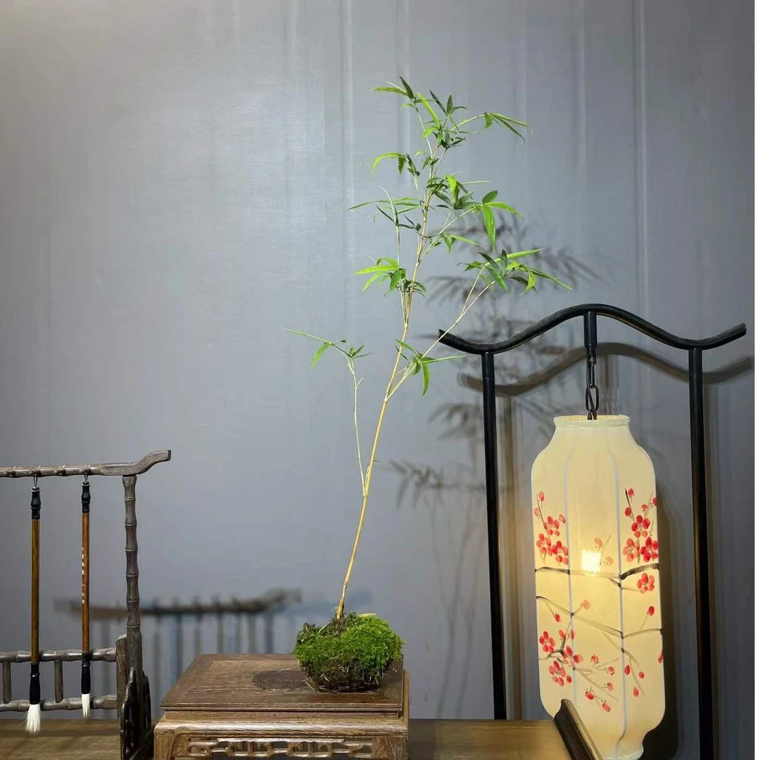 水培红竹 苔藓球 植物室内微观盆景红观音竹 观赏竹桌摆 泡水就活