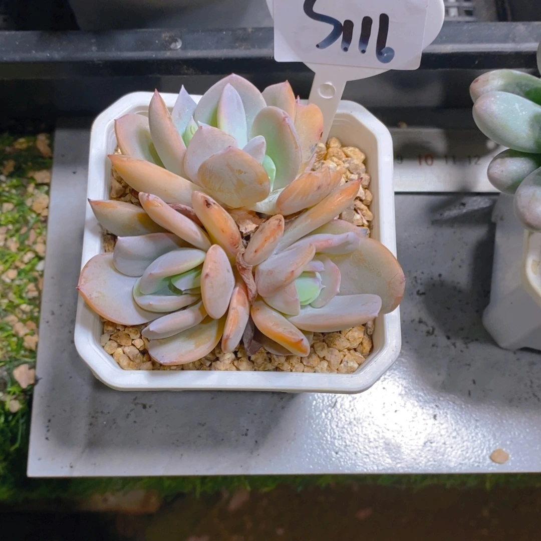 向*奶茶群生有砍多肉植物