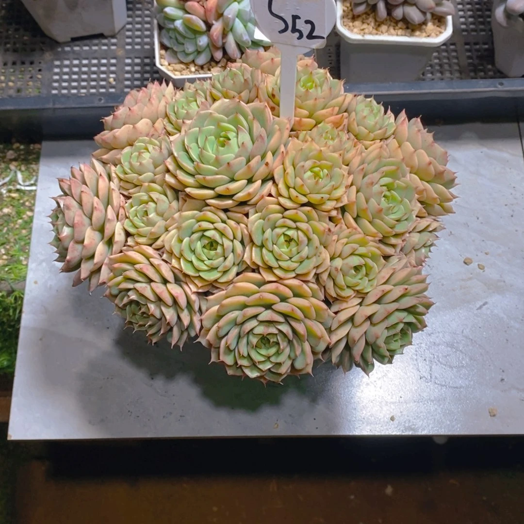 小****苯巴蒂斯大手捧群老桩