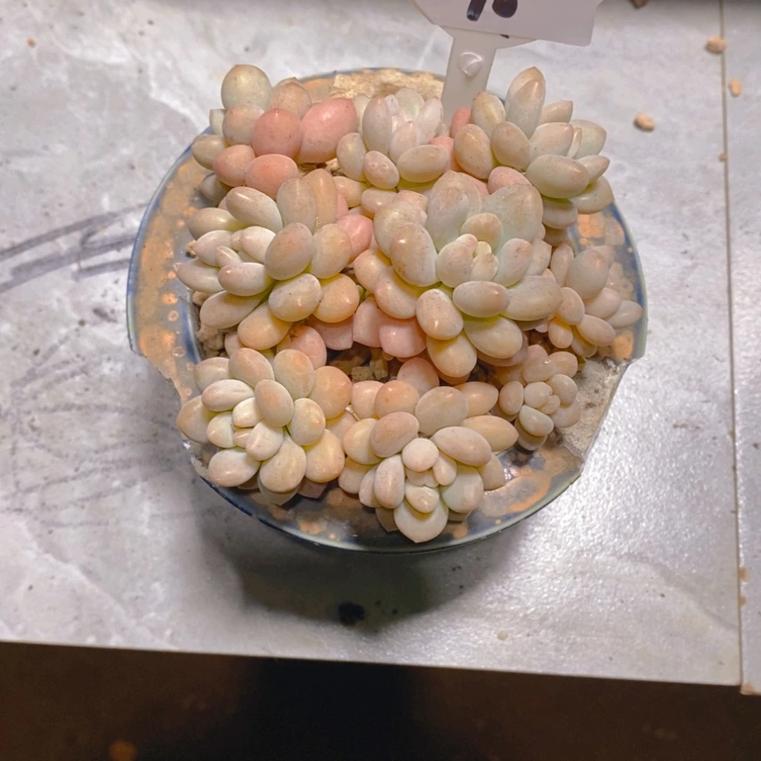 婧洛可可群多肉植物