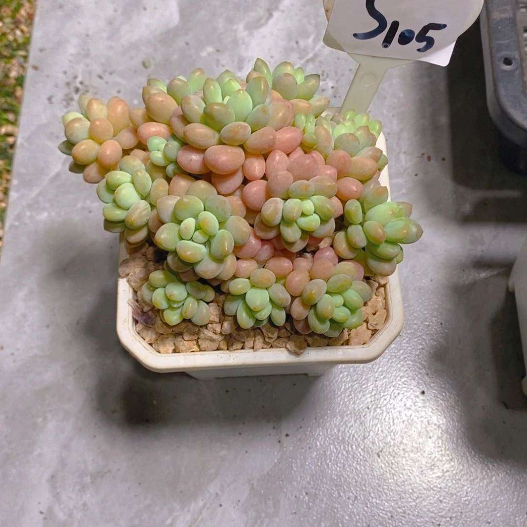 Y**r洛可可群多肉植物