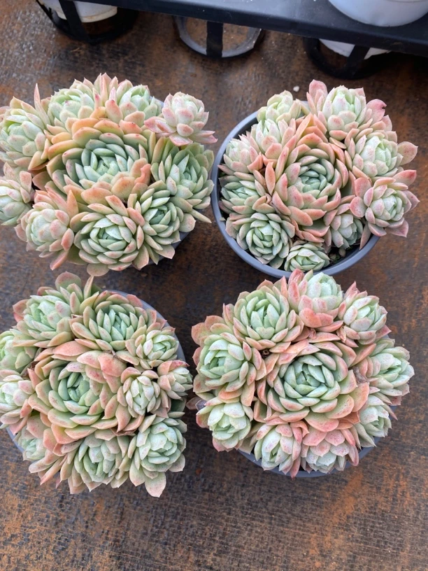 冰梅多肉植物手捧群满18包邮三色堇高质量多肉