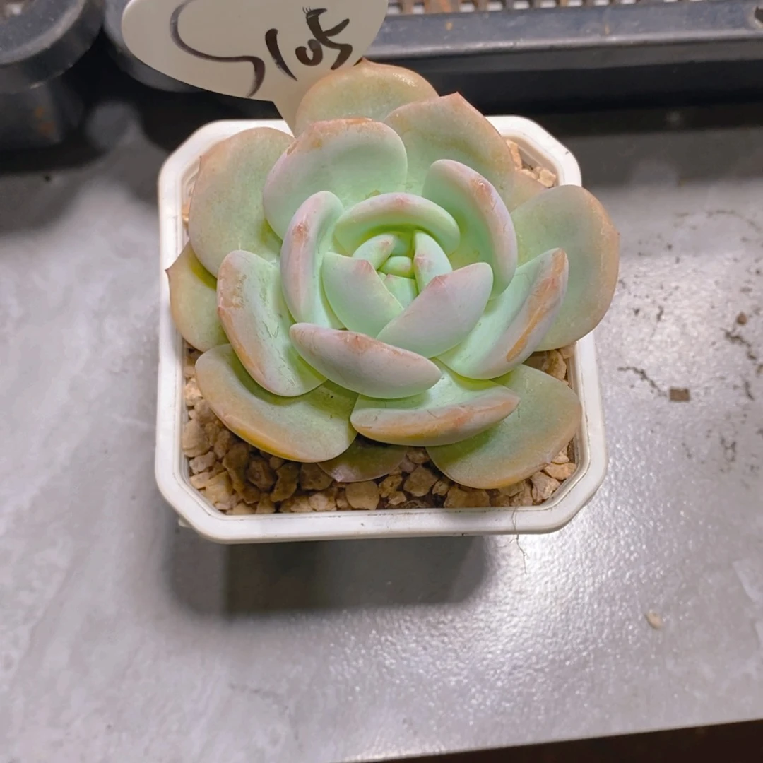 小*奶茶单头多肉植物