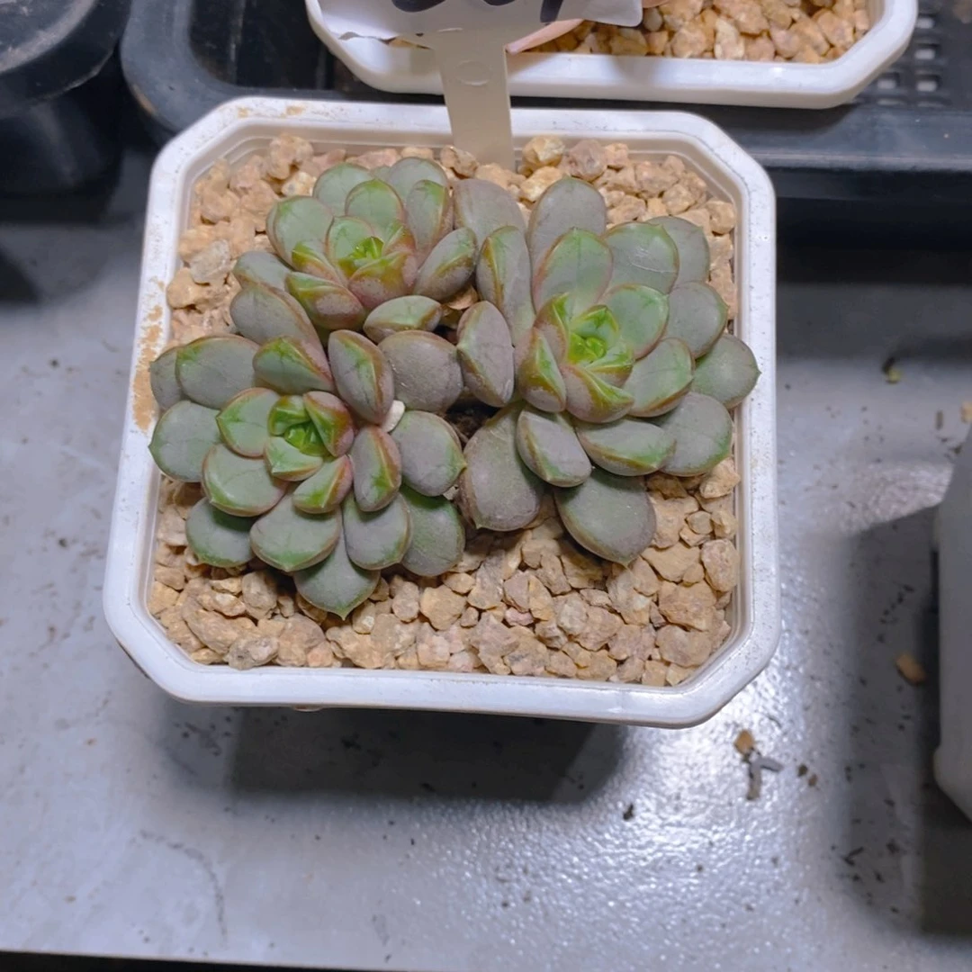 陶**幺葡萄群生多肉植物