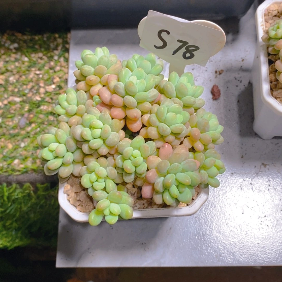 ?****寒洛可可群多肉植物