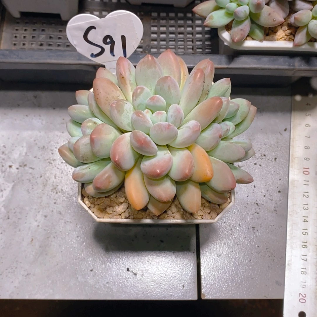 煎****·香水群多肉植物