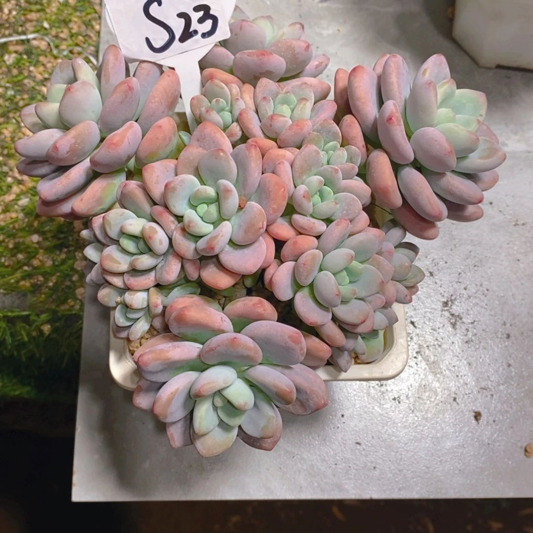 。****。红洛神群多肉植物