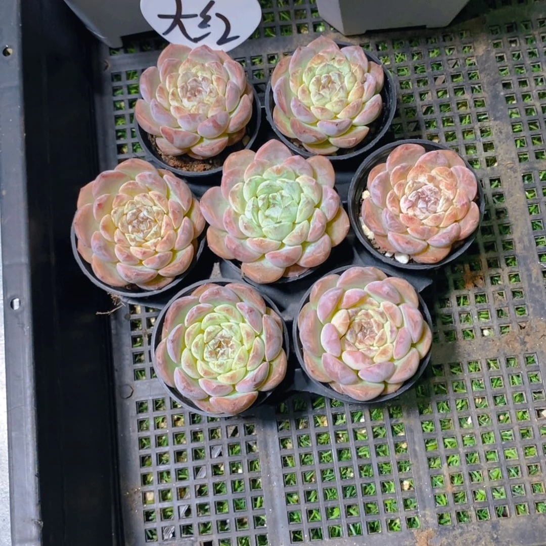 大*糖心单头组合7颗