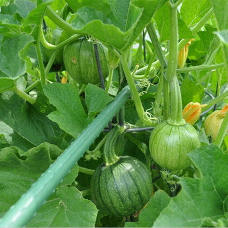 乡村农家生鲜蔬菜组合