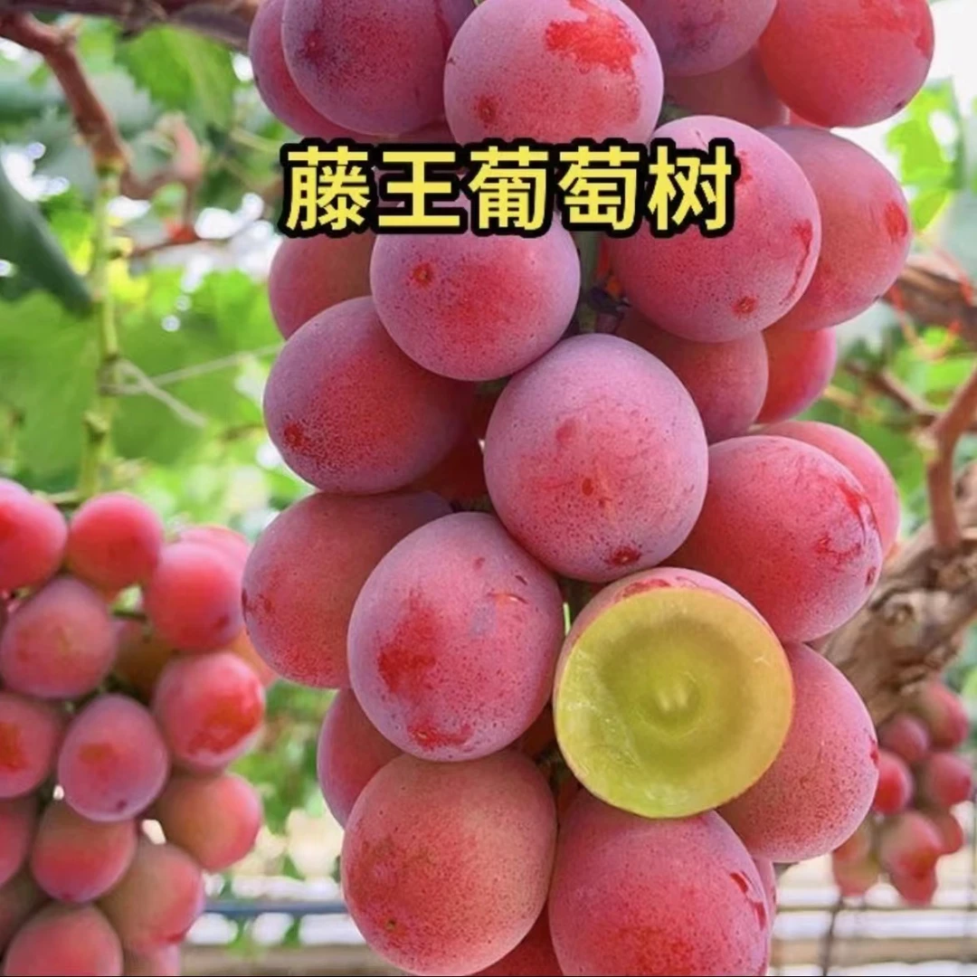 滕王大粒爬藤王葡萄树苗纯甜阳光玫瑰耐寒盆栽地栽南北方均可种植