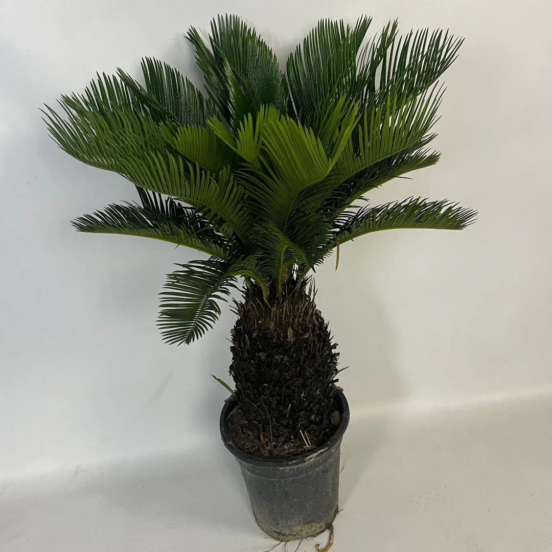 铁树绿植耐寒耐干原土原盆新鲜发货养护实物造型培植