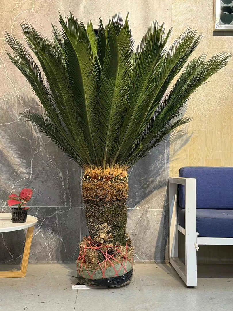 台湾红头苏铁霸王铁种植袋发货造型绿植庭院种植适合美观养护摆放