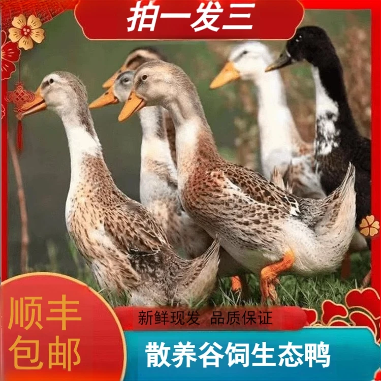 拍一发三生态散养毛重19斤净重9斤生态鸭1500g*3冷鲜顺丰包邮