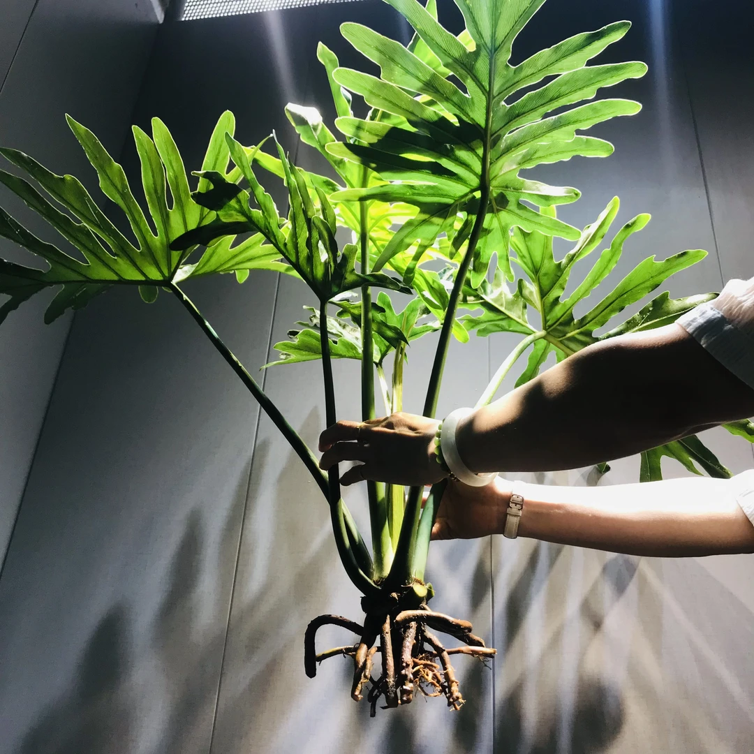 春羽老桩水养绿植室内盆栽四季常青家居软装网红好养