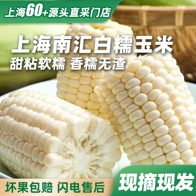 【农场直发】 南汇白糯玉米 软糯清香 鲜甜可口 带箱重5-5.5斤