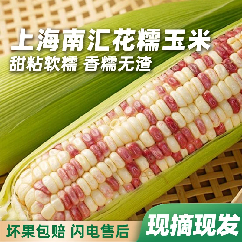 【农场直发】 南汇花糯玉米 软糯清香 鲜甜可口 带箱重5-5.5斤 HD2